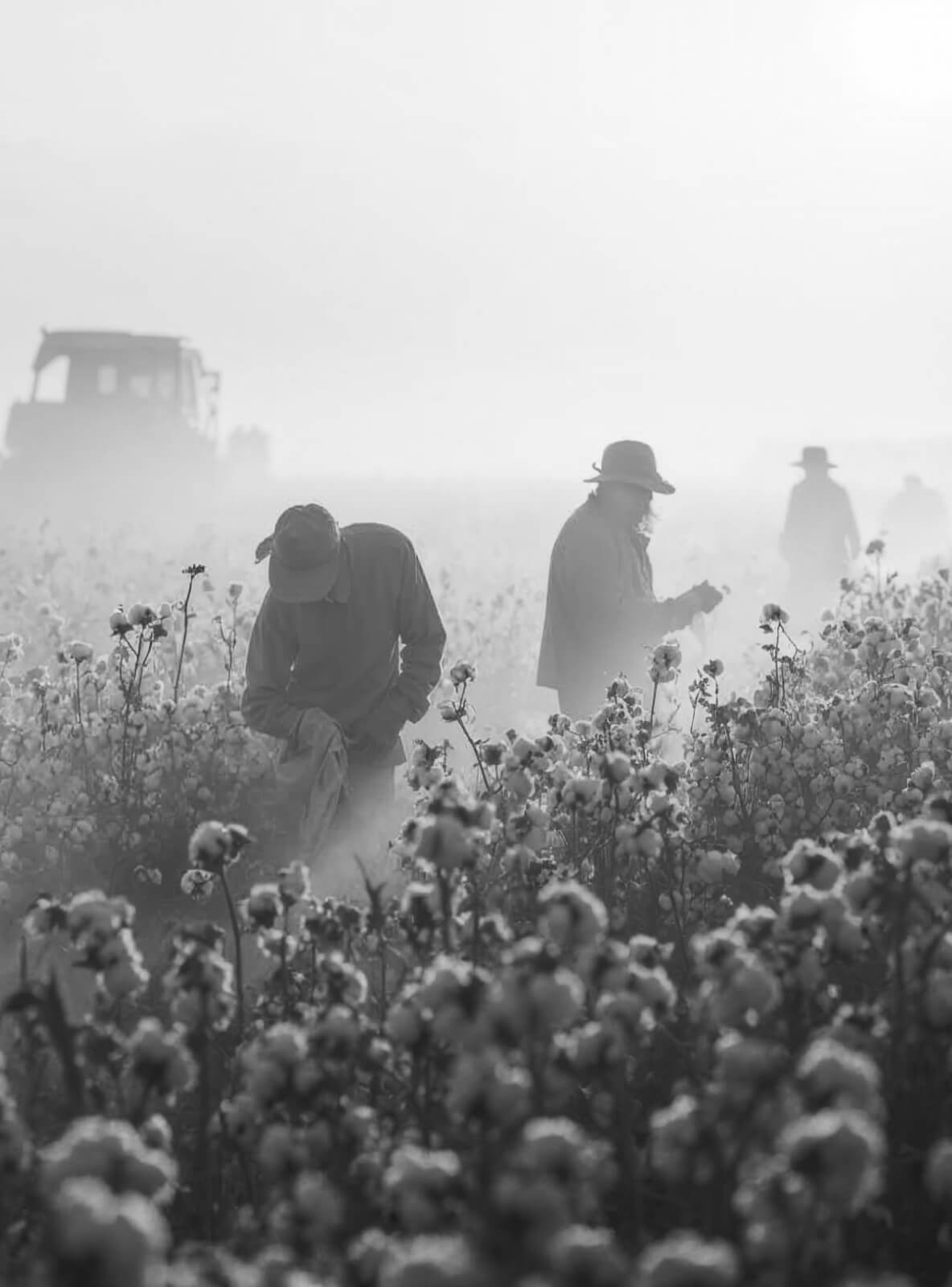 Farm workers are in a misty cotton field, bending to pick cotton. The scene is in black and white, with a tractor visible in the background. The workers wear hats and are surrounded by cotton plants.